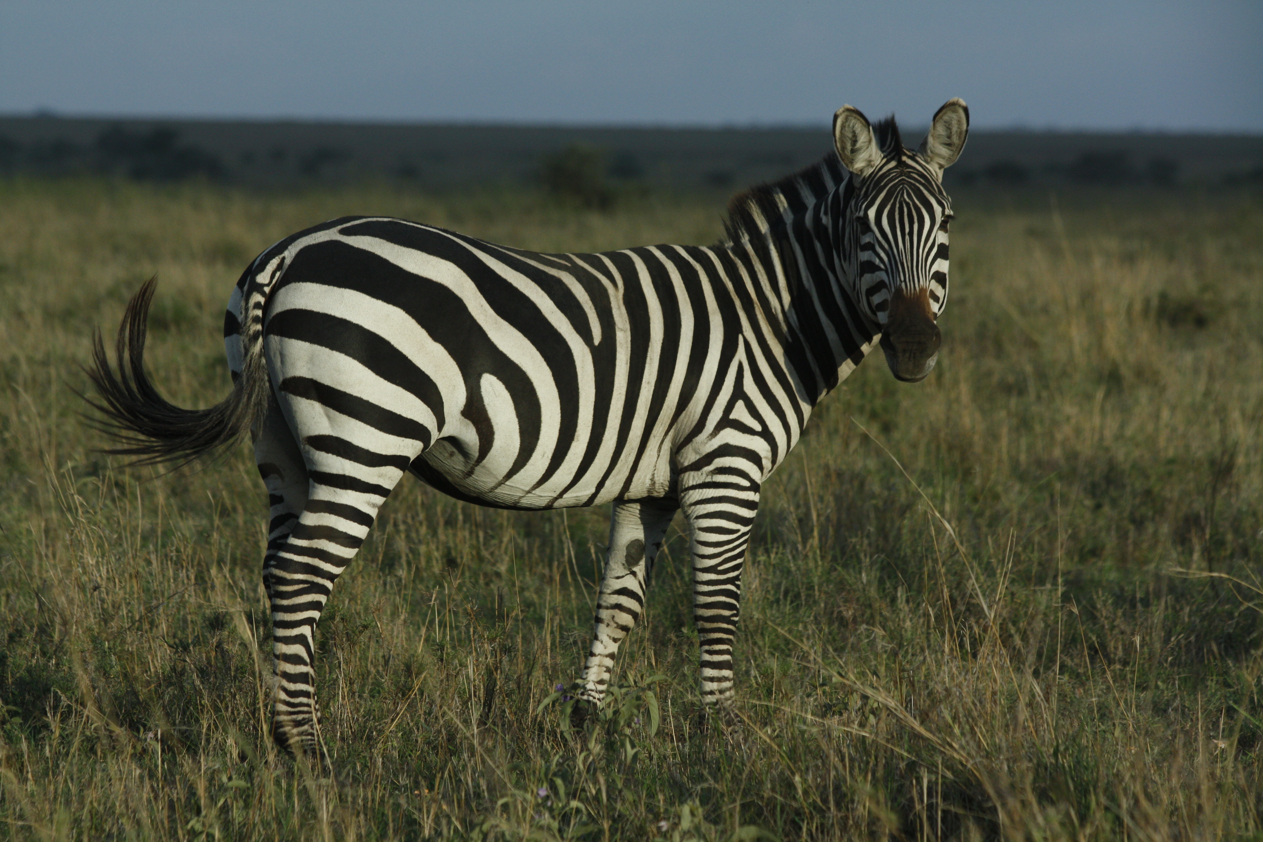 Ngorongoro and Serengeti